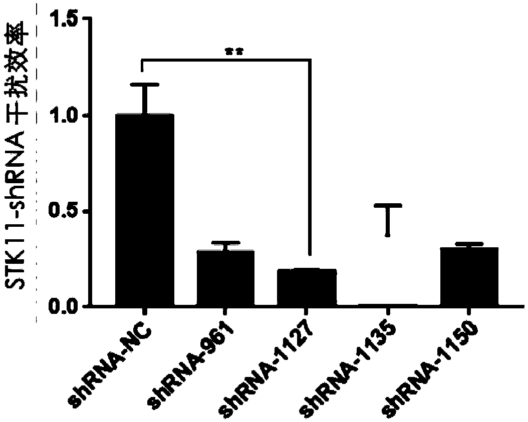 Cattle serine/threonine kinase STK11 interfering adenovirus construction method