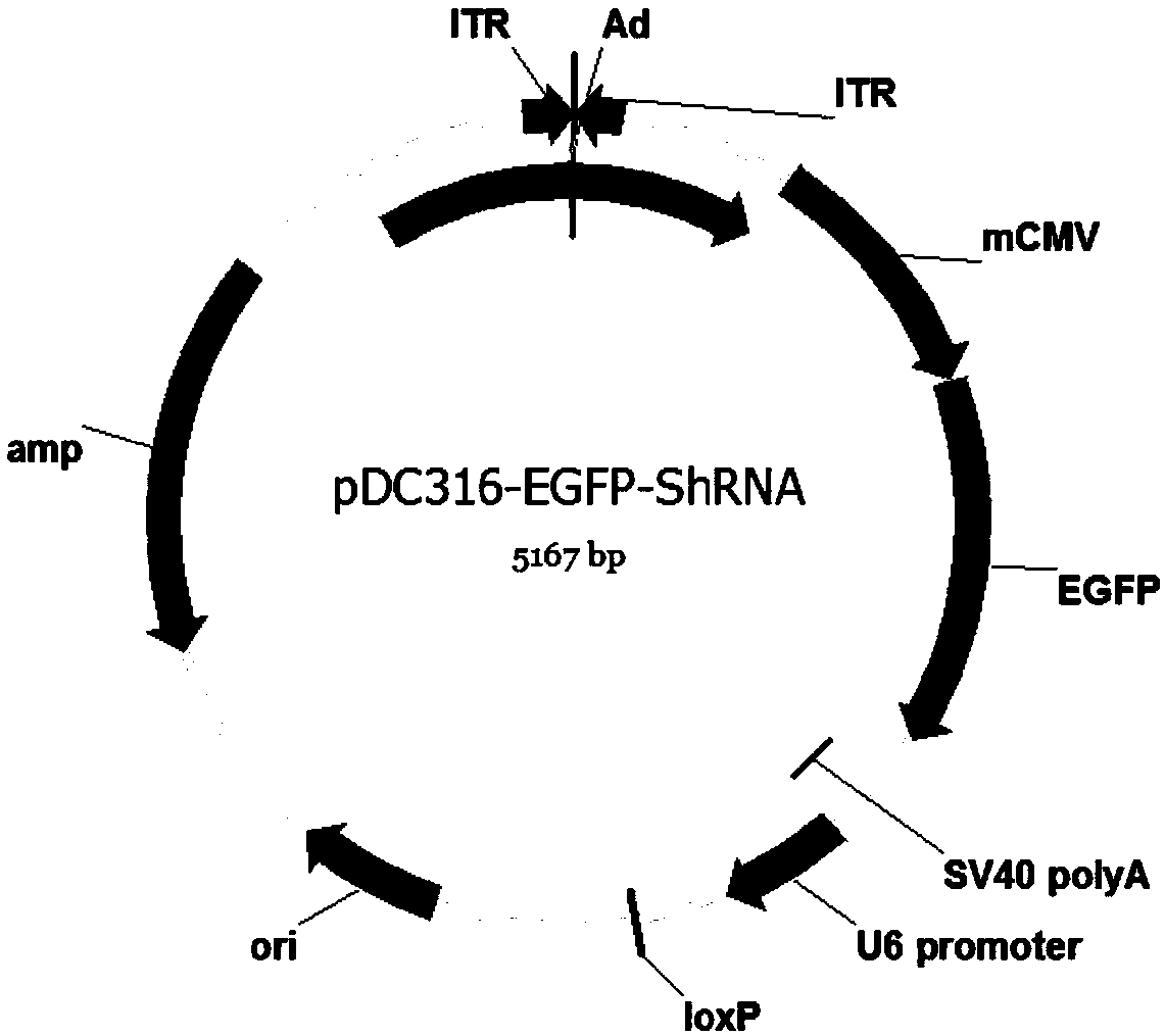 Cattle serine/threonine kinase STK11 interfering adenovirus construction method