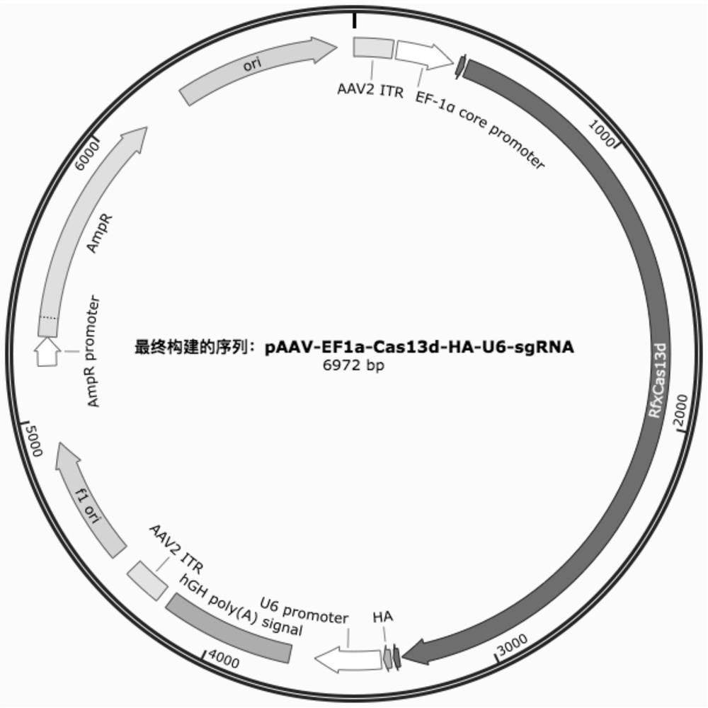 gRNA sequence of targeted KrasG12D mutant transcript, vector and application of vector