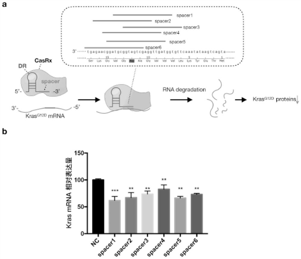 gRNA sequence of targeted KrasG12D mutant transcript, vector and application of vector