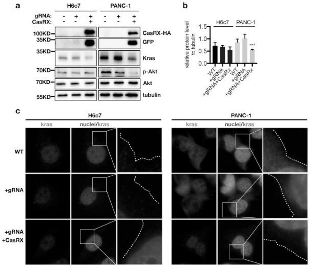 gRNA sequence of targeted KrasG12D mutant transcript, vector and application of vector