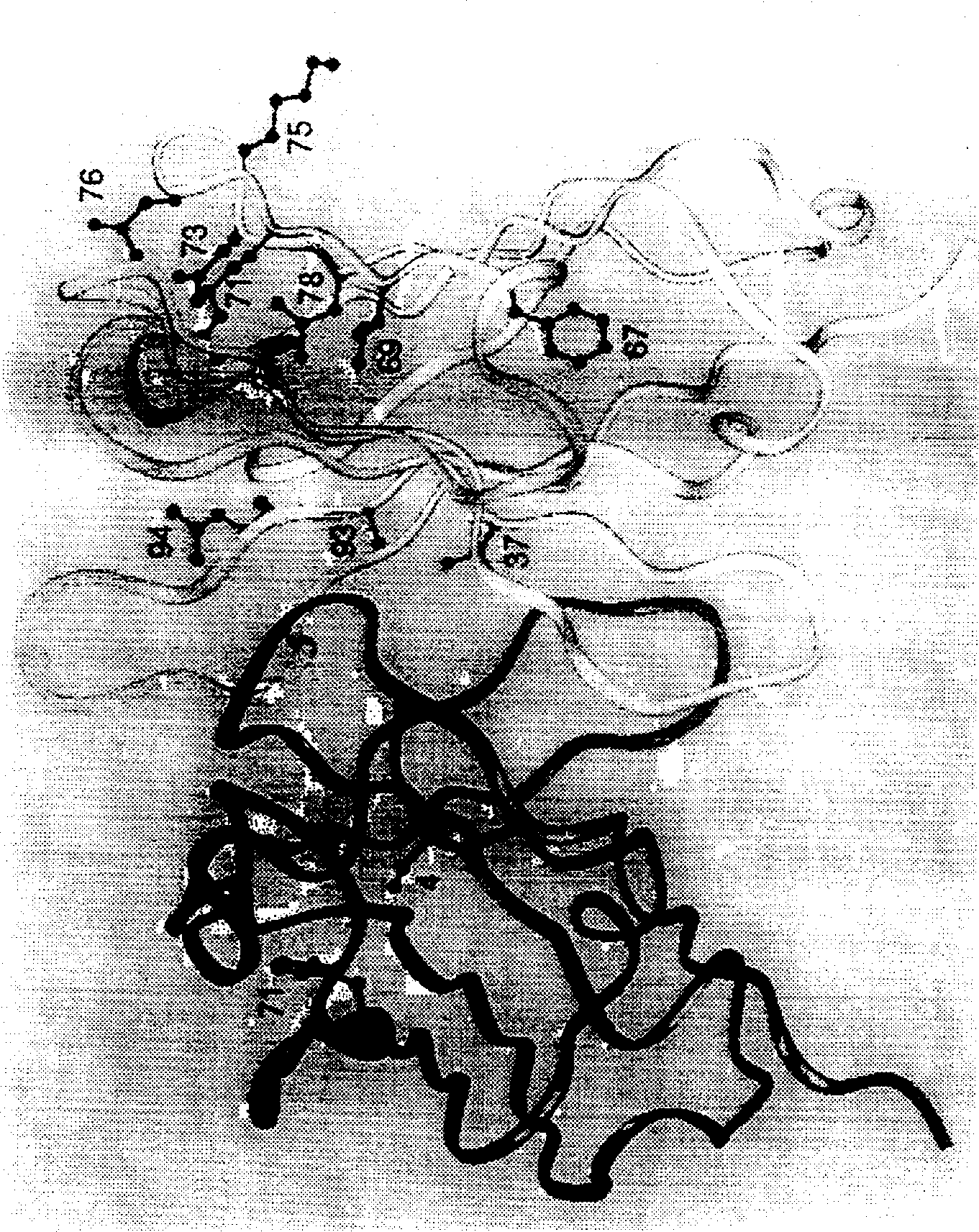 Humanized antibodies and method for forming same