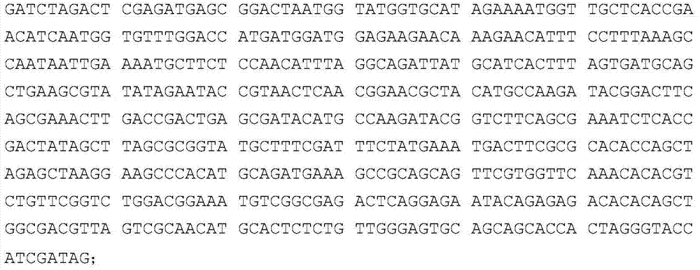 Method for culturing sugarcane mosaic disease-resistance varieties by artificial synthesis of MV4 sequence