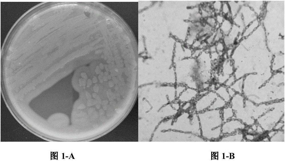 Bacillus cereus strain for preventing and treating melon root rot, and culture method and application thereof