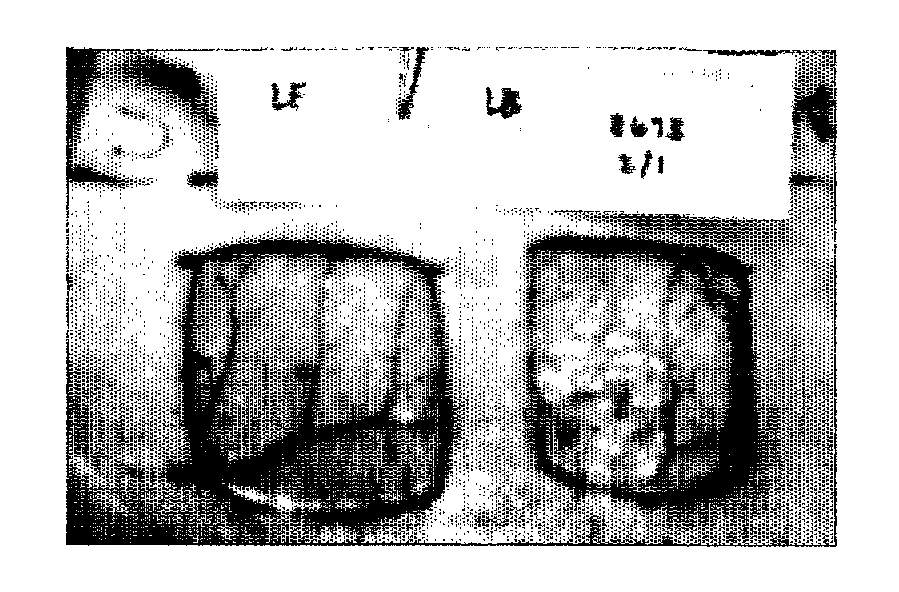 Endothelial predecessor cell seeded wound healing scaffold