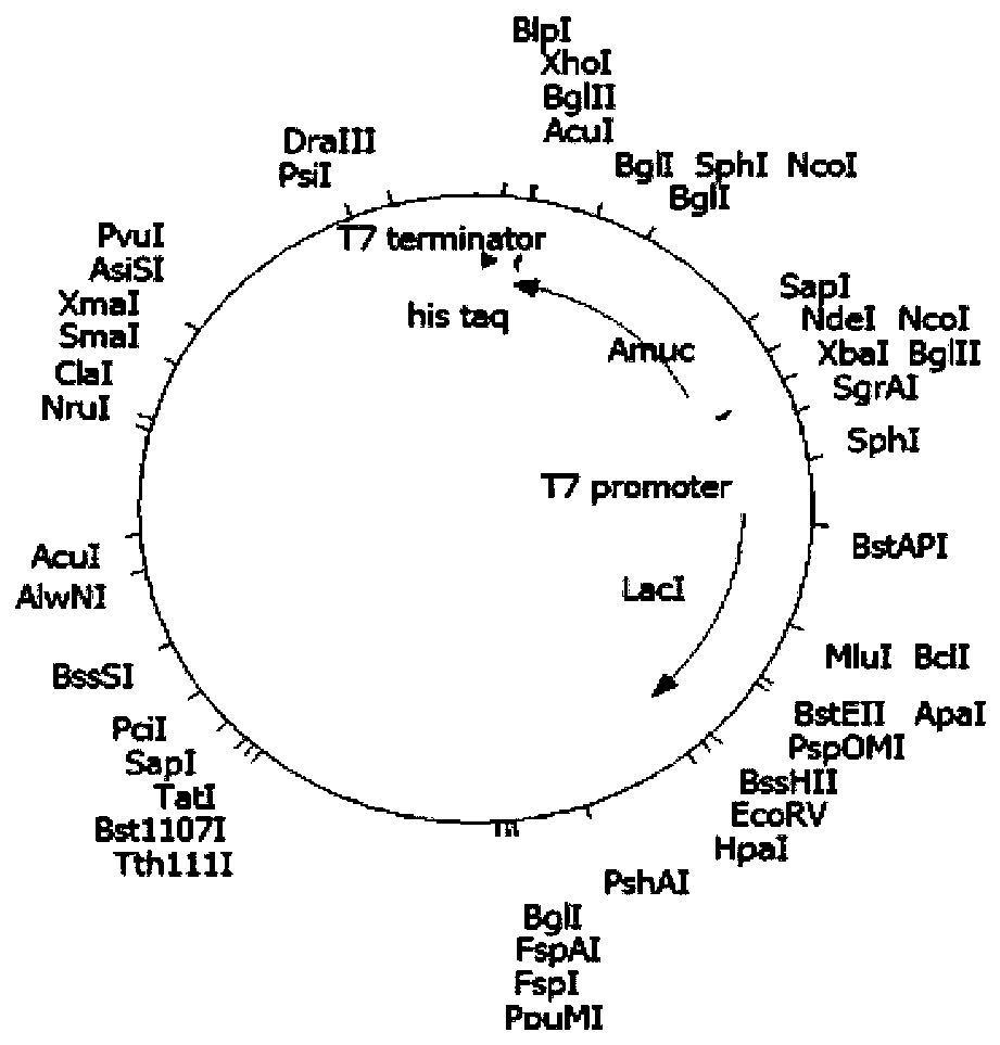 Application of outer membrane protein in preparation of malignant tumor immunotherapy drugs