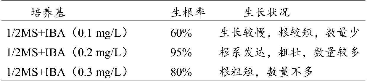 Tissue culture rapid propagation method for cucurbits