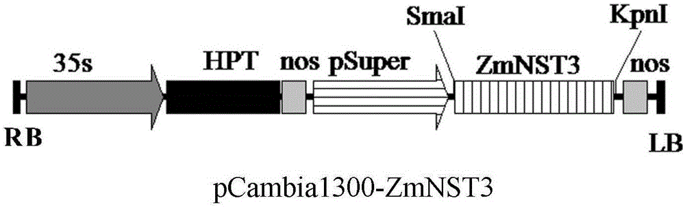 Corn ZmNST3 gene and application