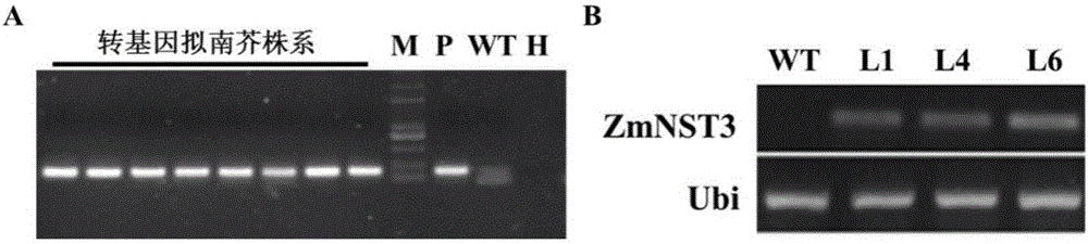 Corn ZmNST3 gene and application