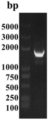 A kind of endocellulase coding gene and its preparation and application