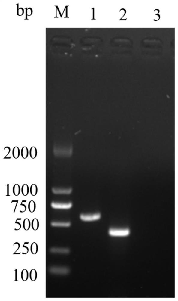 Primer for detecting panda-derived babesia as well as kit and detection method thereof