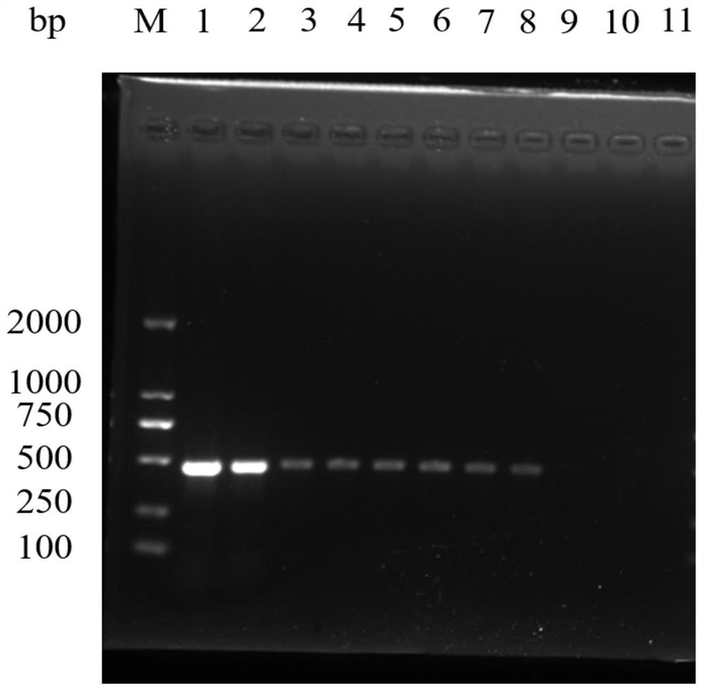 Primer for detecting panda-derived babesia as well as kit and detection method thereof