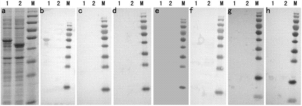 Recombinant antigen protein for detecting yellow fever virus antibody, kit and application of recombinant antigen protein