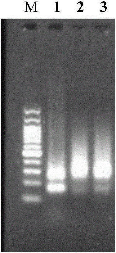 Magnetic bead composition for improving nucleic acid extraction rate and application of magnetic bead composition