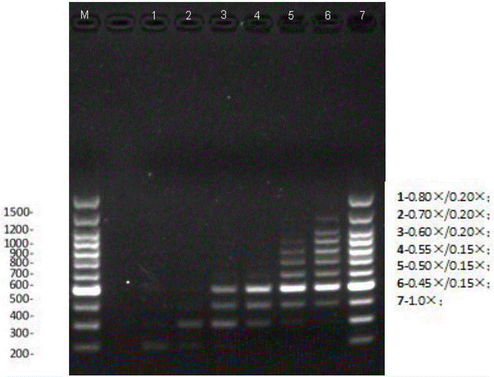 Magnetic bead composition for improving nucleic acid extraction rate and application of magnetic bead composition