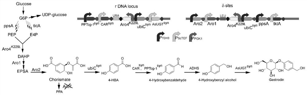 Recombinant saccharomyces cerevisiae for producing gastrodin by using glucose and application of recombinant saccharomyces cerevisiae