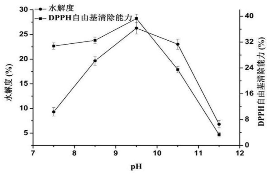 Application of horse bone marrow enzymolysis peptide in preparation of preparation for preventing osteoporosis