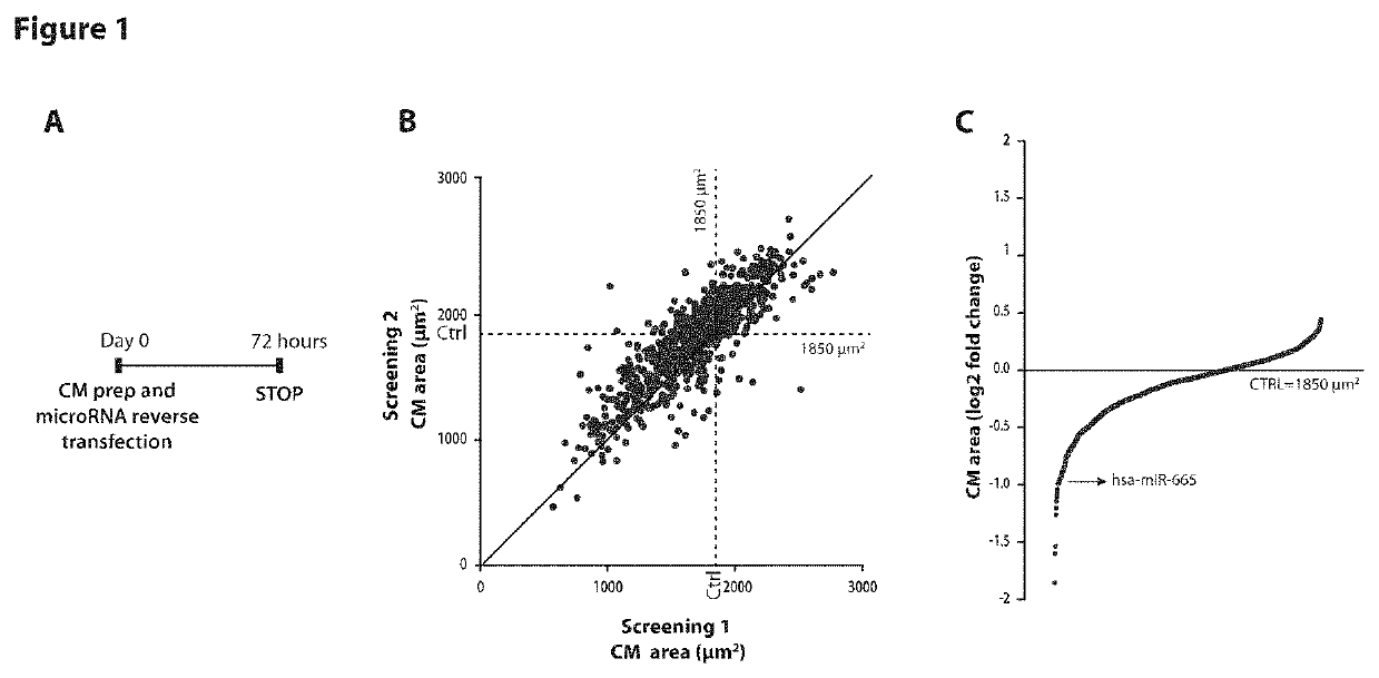 Microrna hsa-mir-665 in cardiac hypertrophy