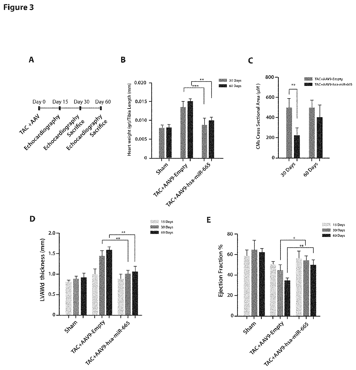 Microrna hsa-mir-665 in cardiac hypertrophy