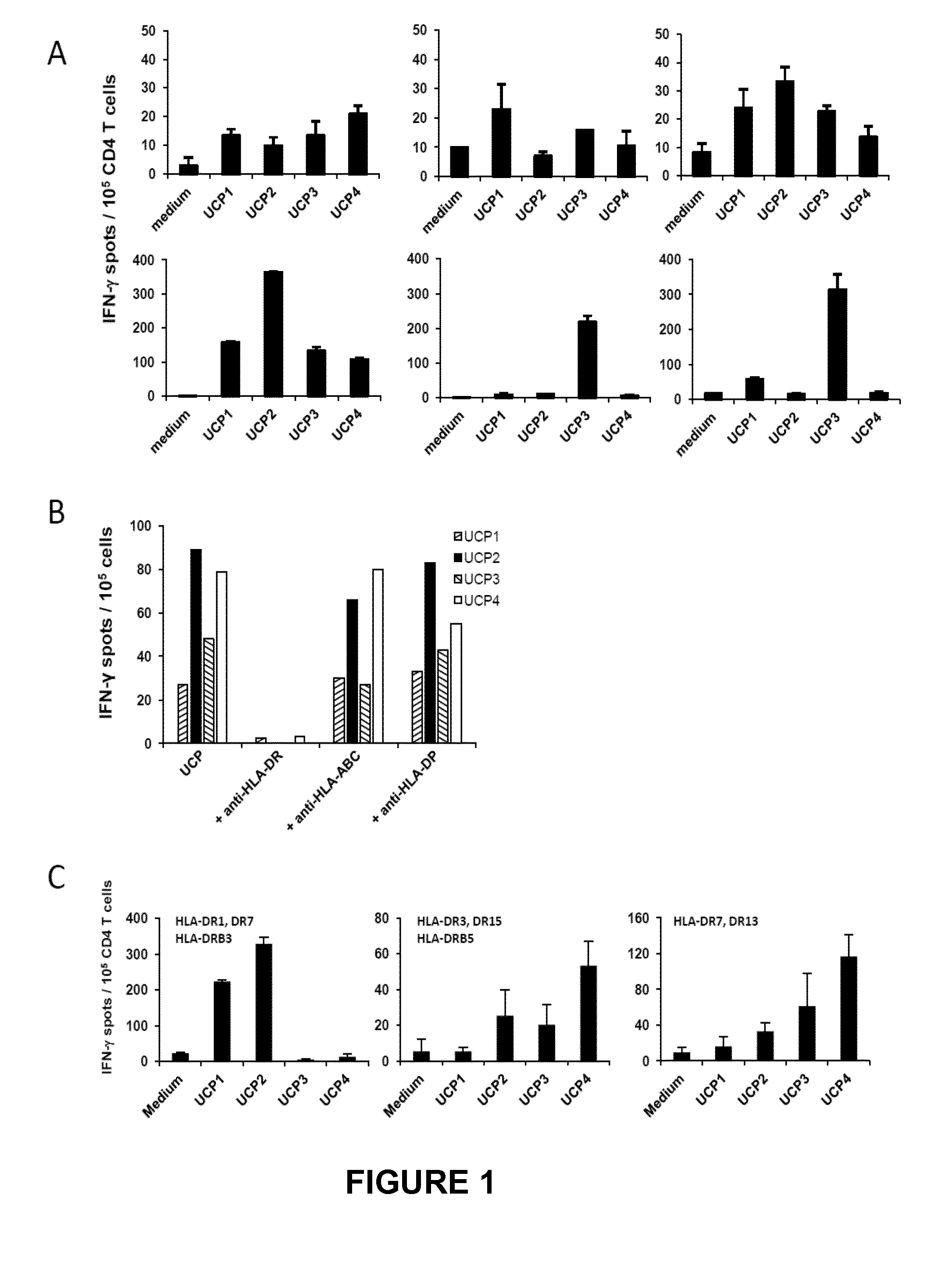 Universal cancer peptides derived from telomerase