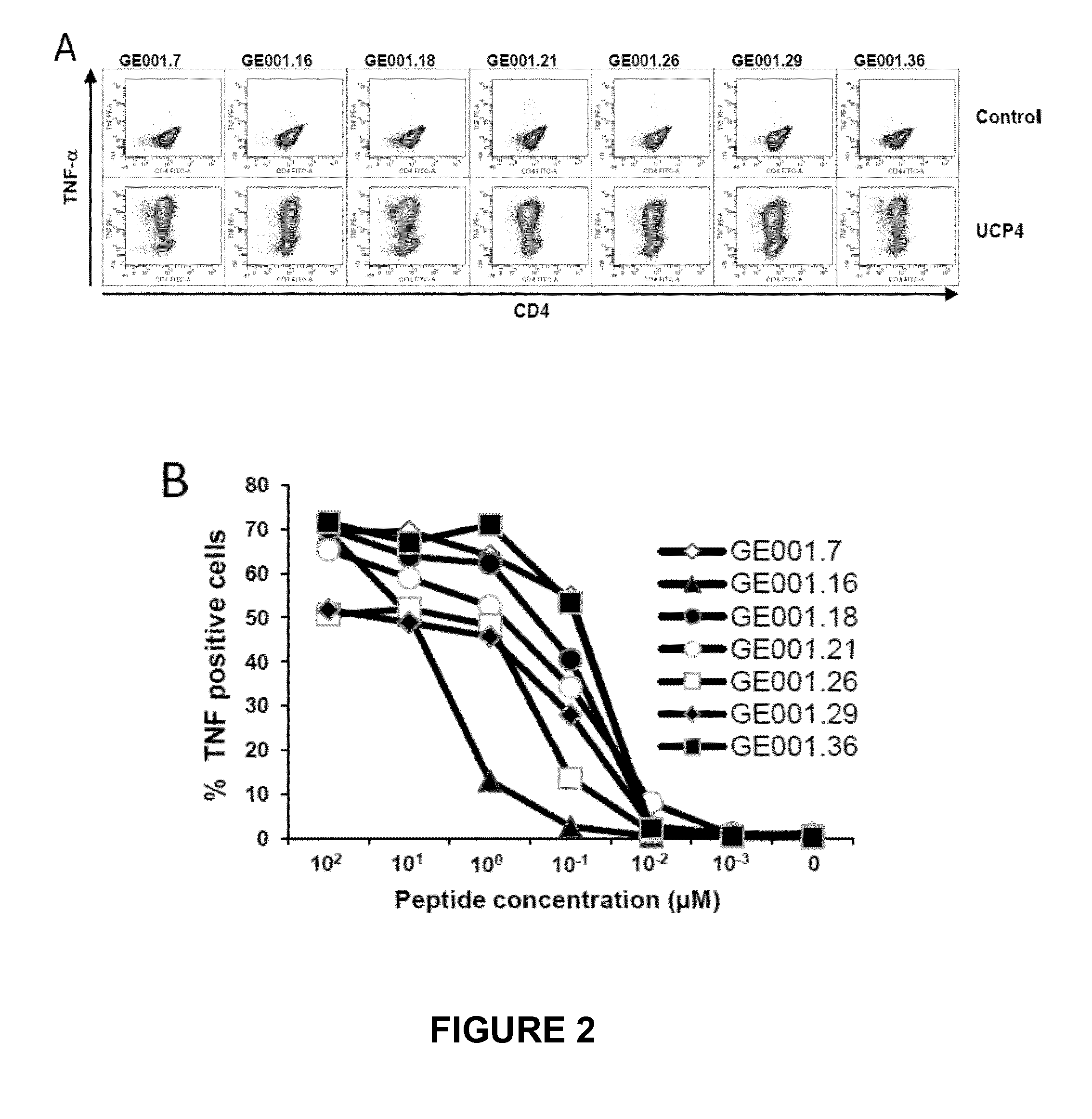 Universal cancer peptides derived from telomerase