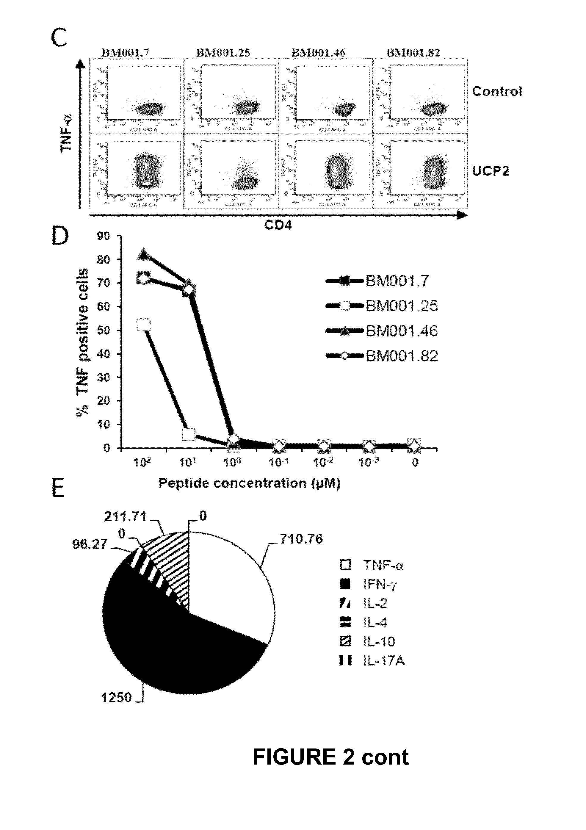 Universal cancer peptides derived from telomerase