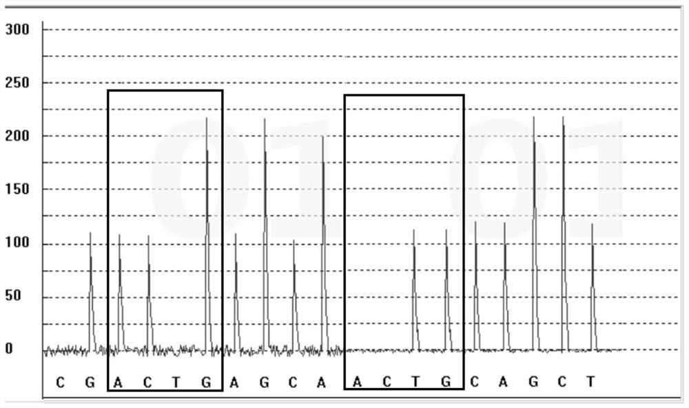 Gene polymorphism detection kit for vitamin D metabolism marker and detection method and application thereof