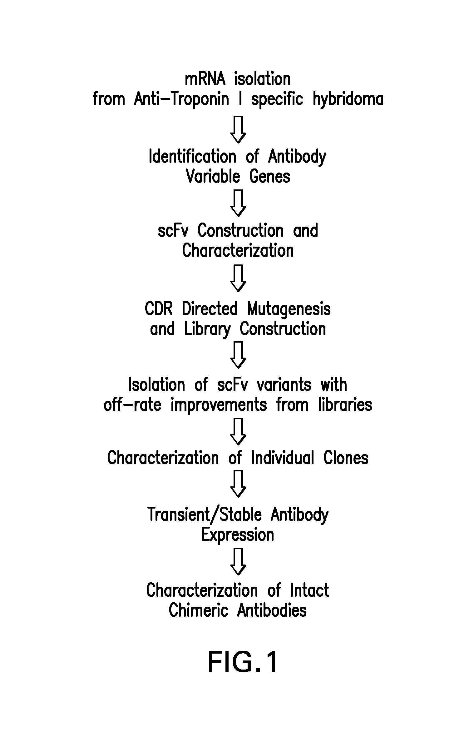 Antibodies to troponin I and methods of use thereof