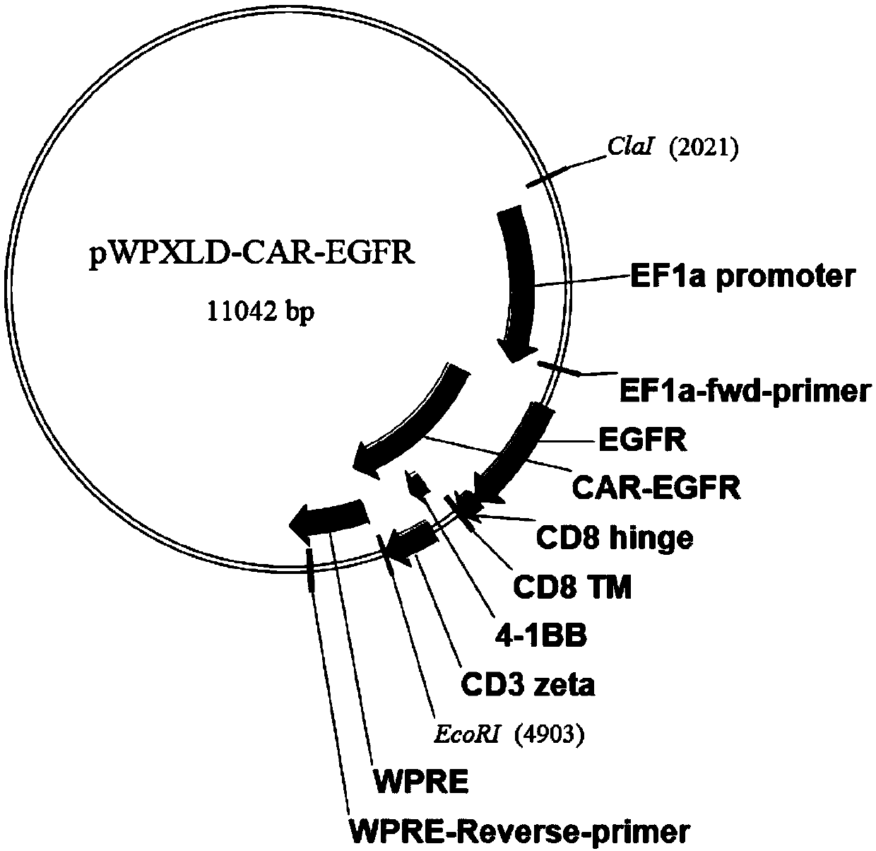 EGFR-targeting chimeric antigen receptor, and EGFR-targeting chimeric antigen receptor T cell and preparation method and application thereof