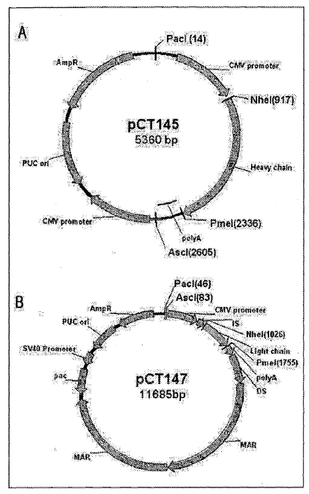 Composition comprising at least two influenza a virus-neutralizing-binding molecules