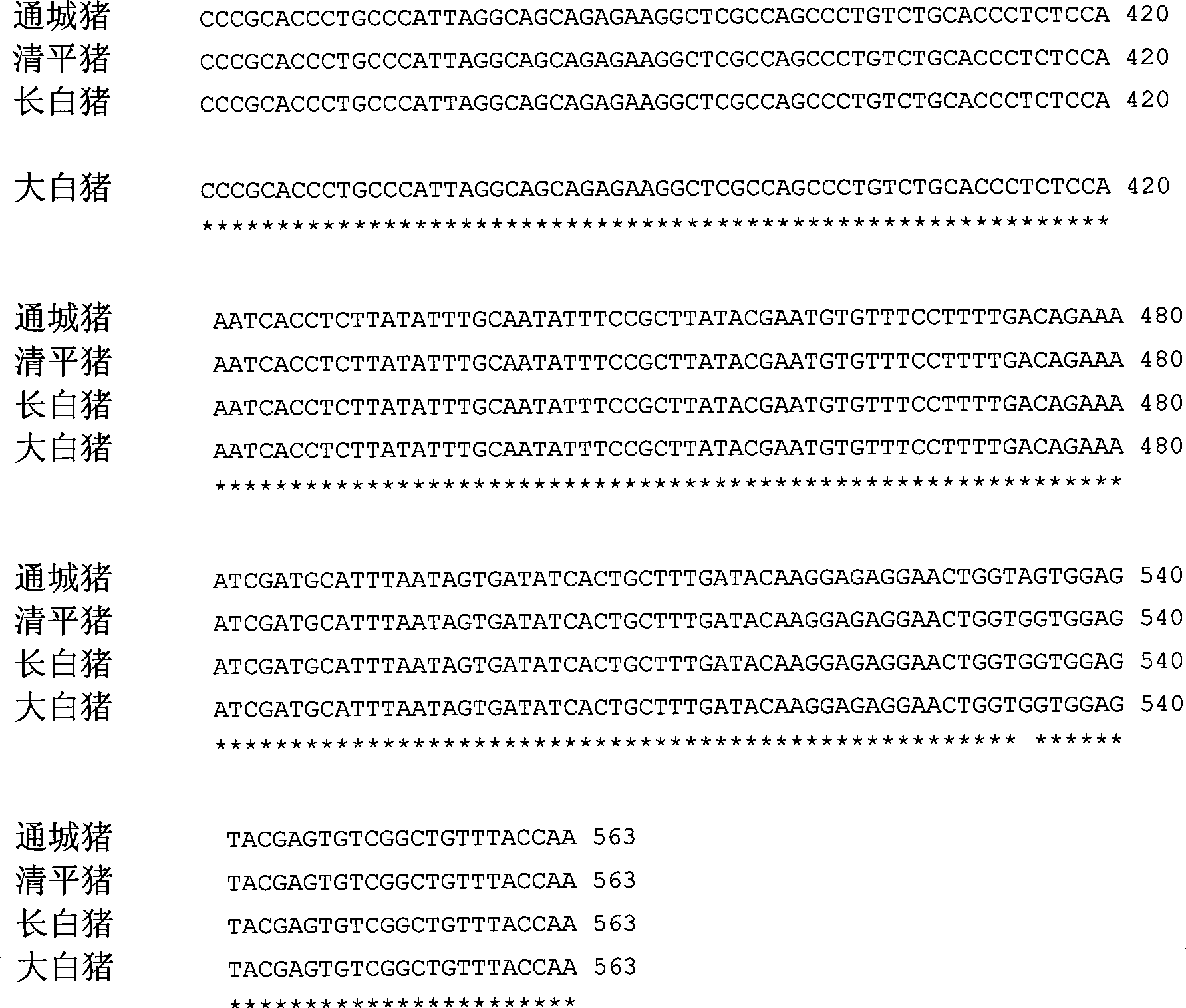 Genetic marker using MX1 genes as pig production trait and use thereof