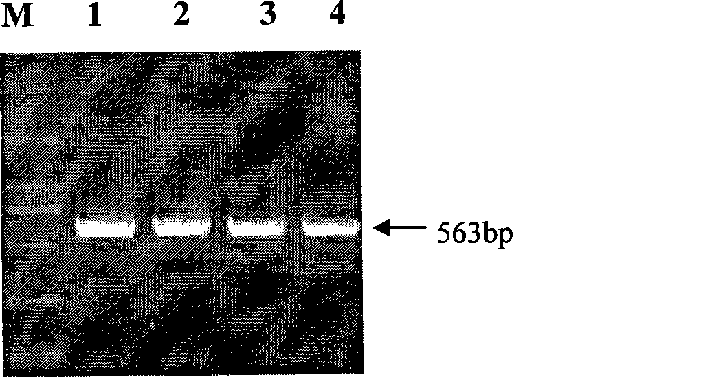 Genetic marker using MX1 genes as pig production trait and use thereof