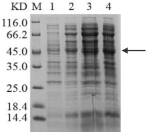 Crassostrea hongkongensis BPI gene, encoded protein and cloning method, and construction method for crassostrea hongkongensis BPI genetic engineering strain