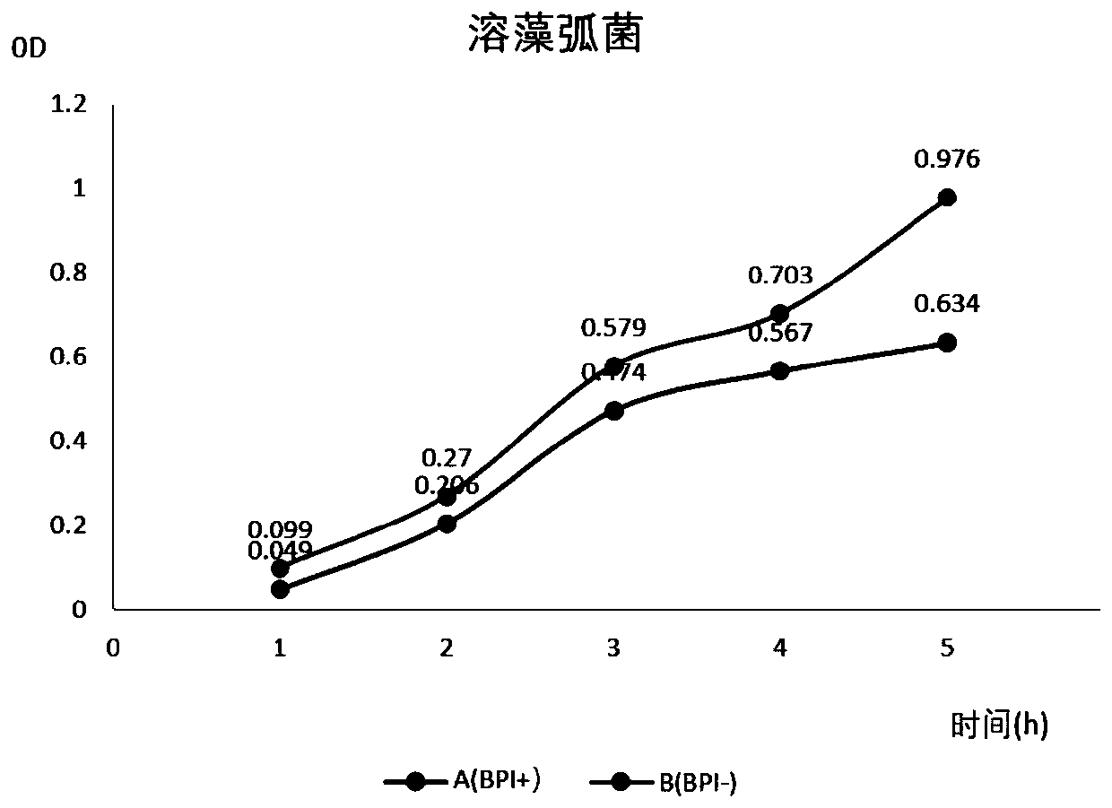 Crassostrea hongkongensis BPI gene, encoded protein and cloning method, and construction method for crassostrea hongkongensis BPI genetic engineering strain