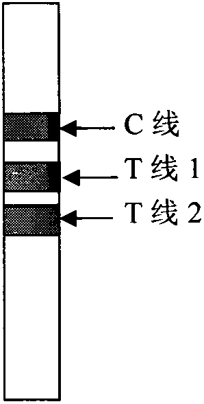 Method for semi-quantitatively diagnosing alpha-fetoprotein by using double-indicatrix immunochromatography