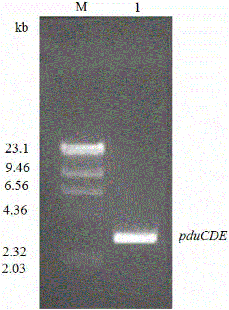 Application of dioldehydrase gene pduCDE