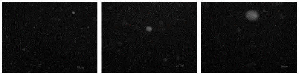 EBV (Epstein-Barr Virus) LMP2A (Latent Membrane Protein 2A) multi-epitope peptide for immunological therapy and application of EBV LMP2A multi-epitope peptide