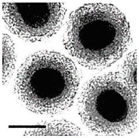 A new approach to quantum tailoring to improve the efficiency of thin-film silicon solar cells