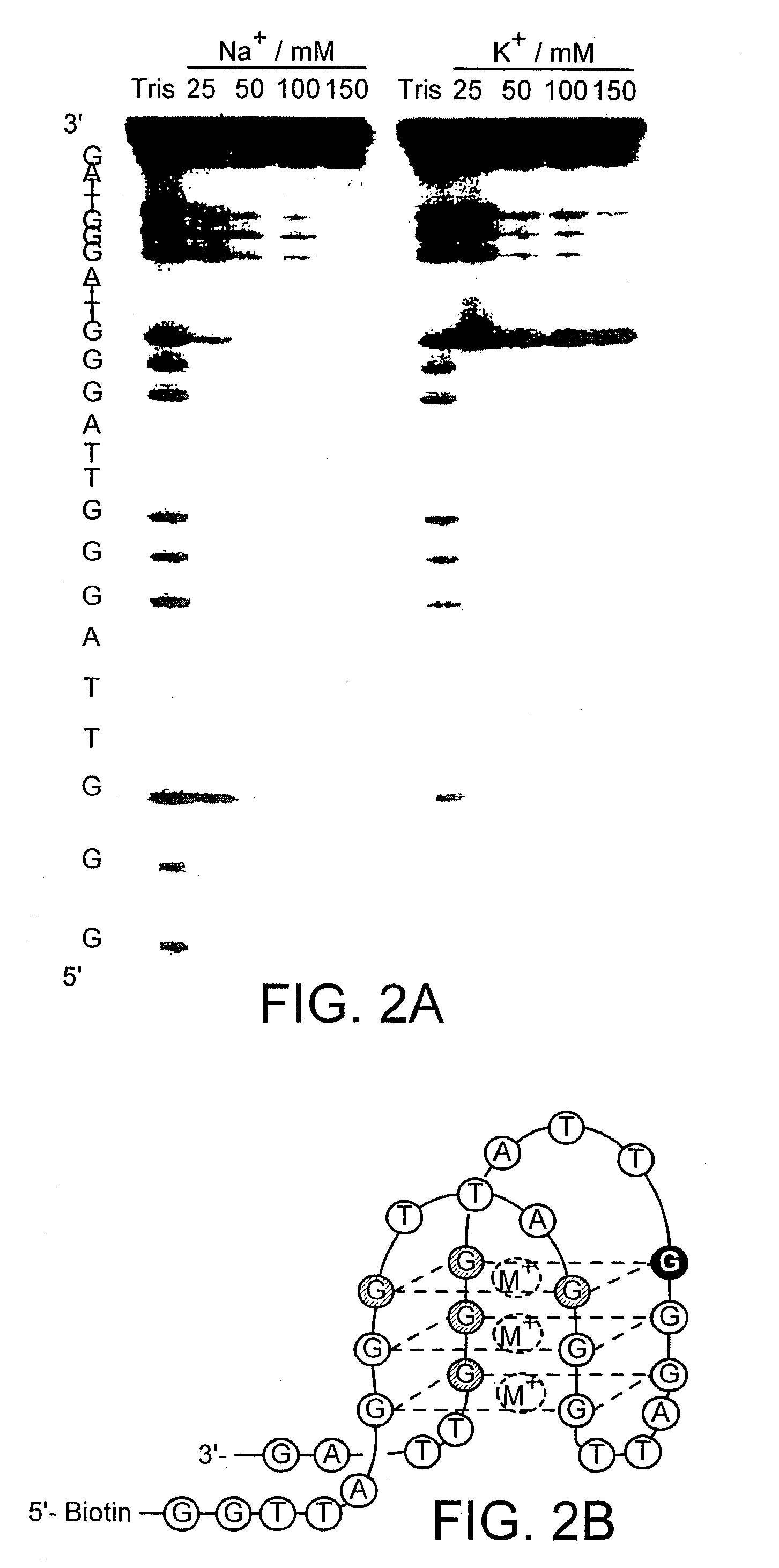 Methods for modulating telomerase activity