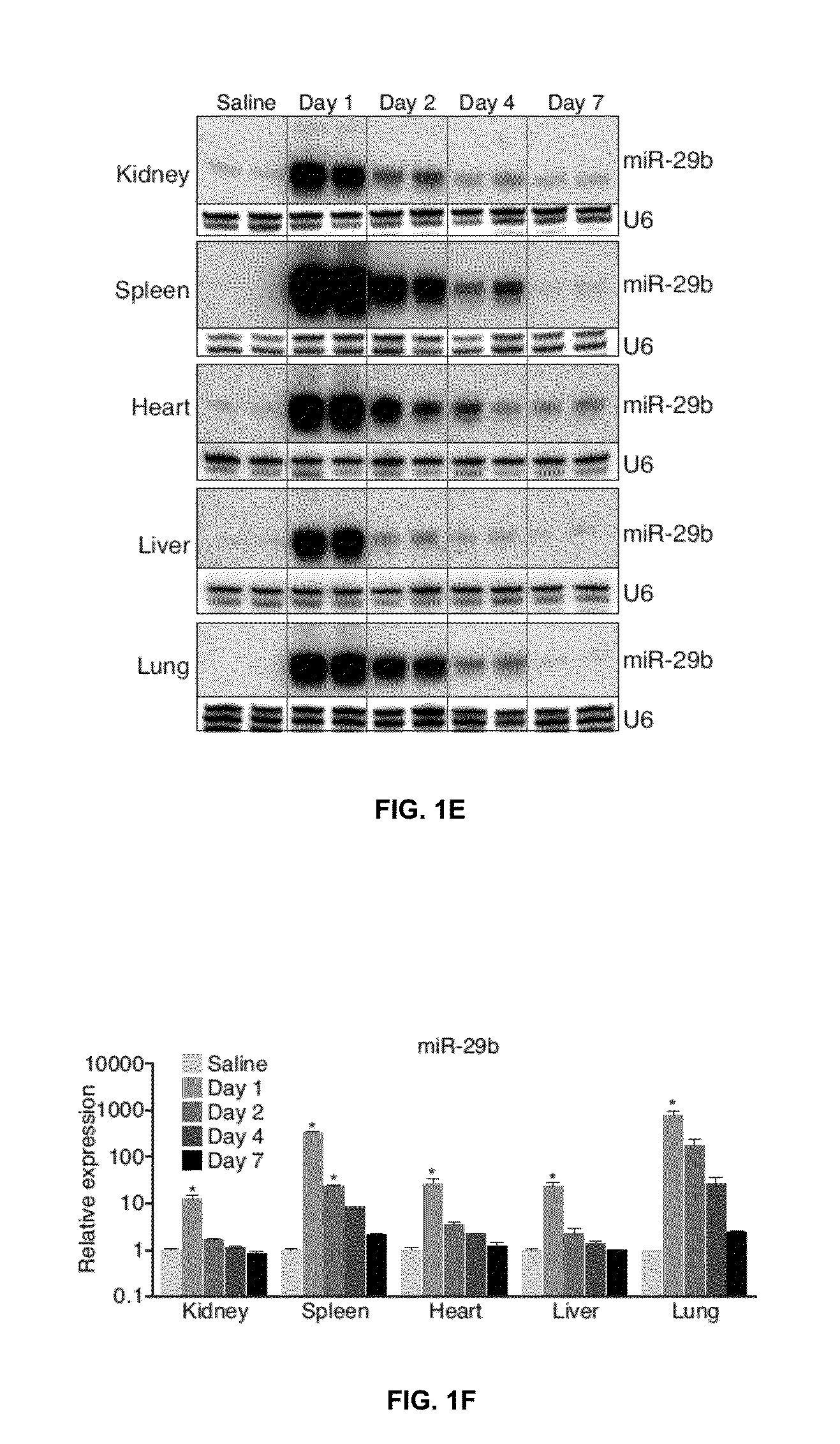 miR-29 Mimics and Uses Thereof