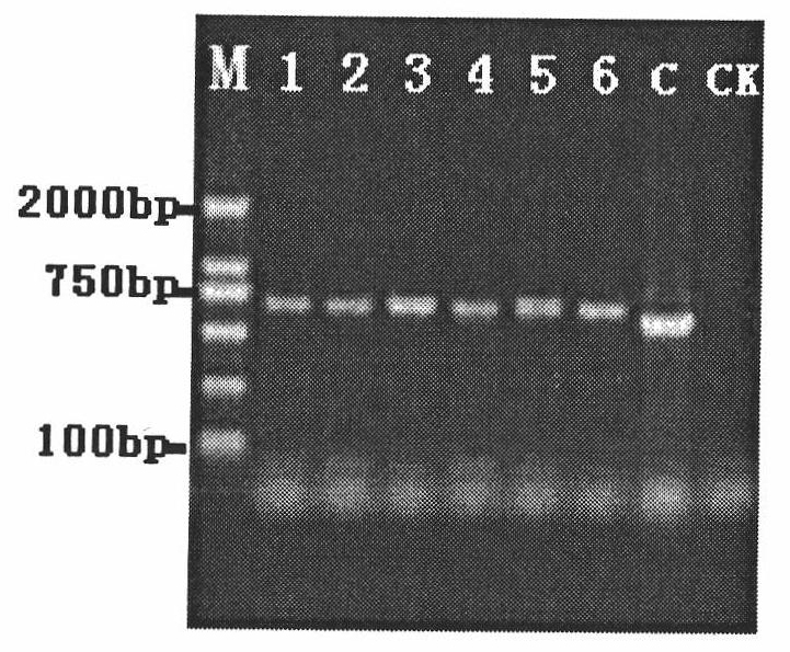 Method for quickly and efficiently extracting deoxyribonucleic acid (DNA) of wheat stripe rust directly from infected wheat leaf blades