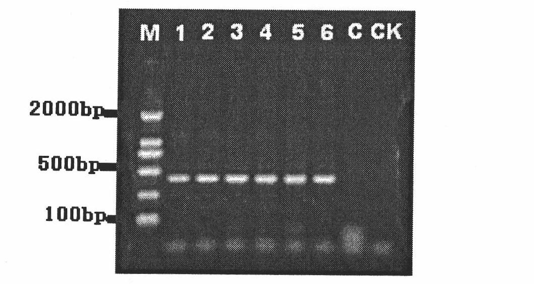 Method for quickly and efficiently extracting deoxyribonucleic acid (DNA) of wheat stripe rust directly from infected wheat leaf blades