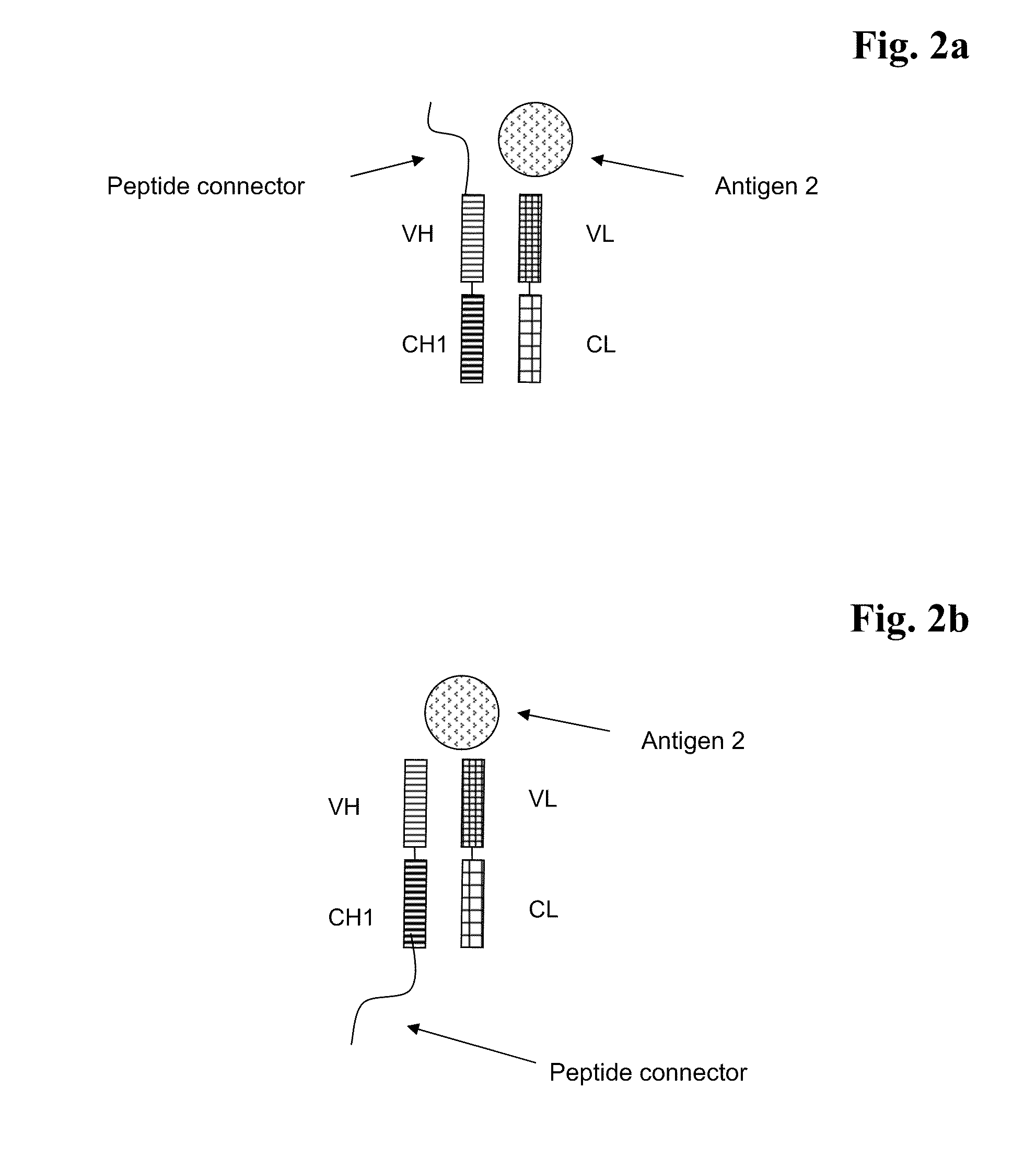 Bispecific Antigen Binding Proteins