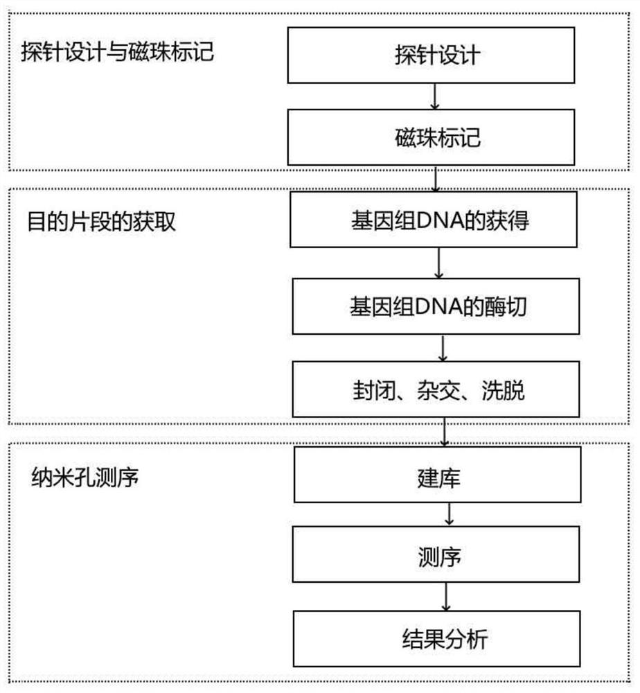 FMR1 (fragile x mental retardation 1) gene CGG repetition number and methylation detection kit and detection method