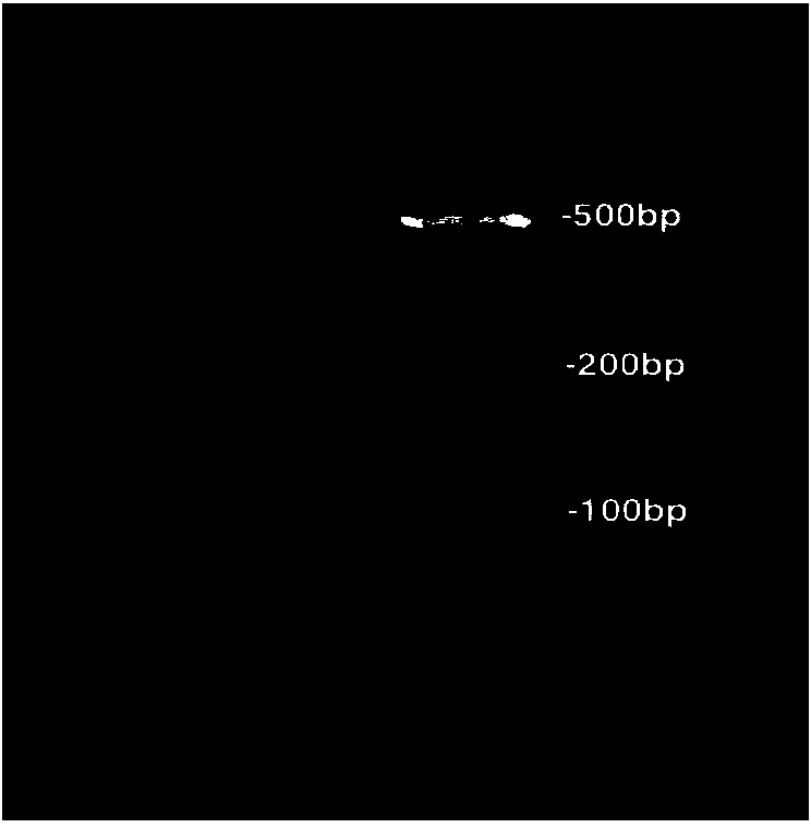 Kit and method for extracting nucleic acids from urine