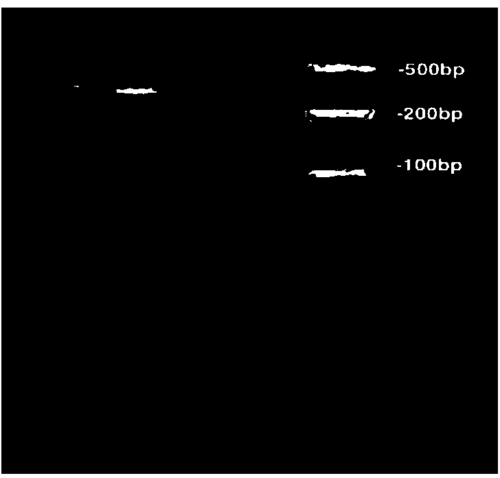 Kit and method for extracting nucleic acids from urine