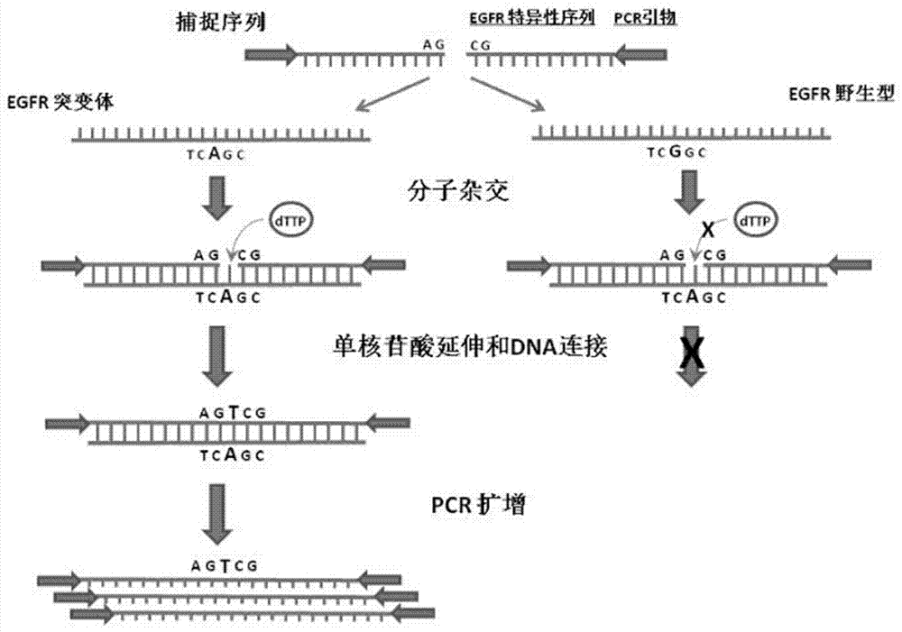 Method for efficiently detecting EGFR T790M mutant, probe and kit for detection