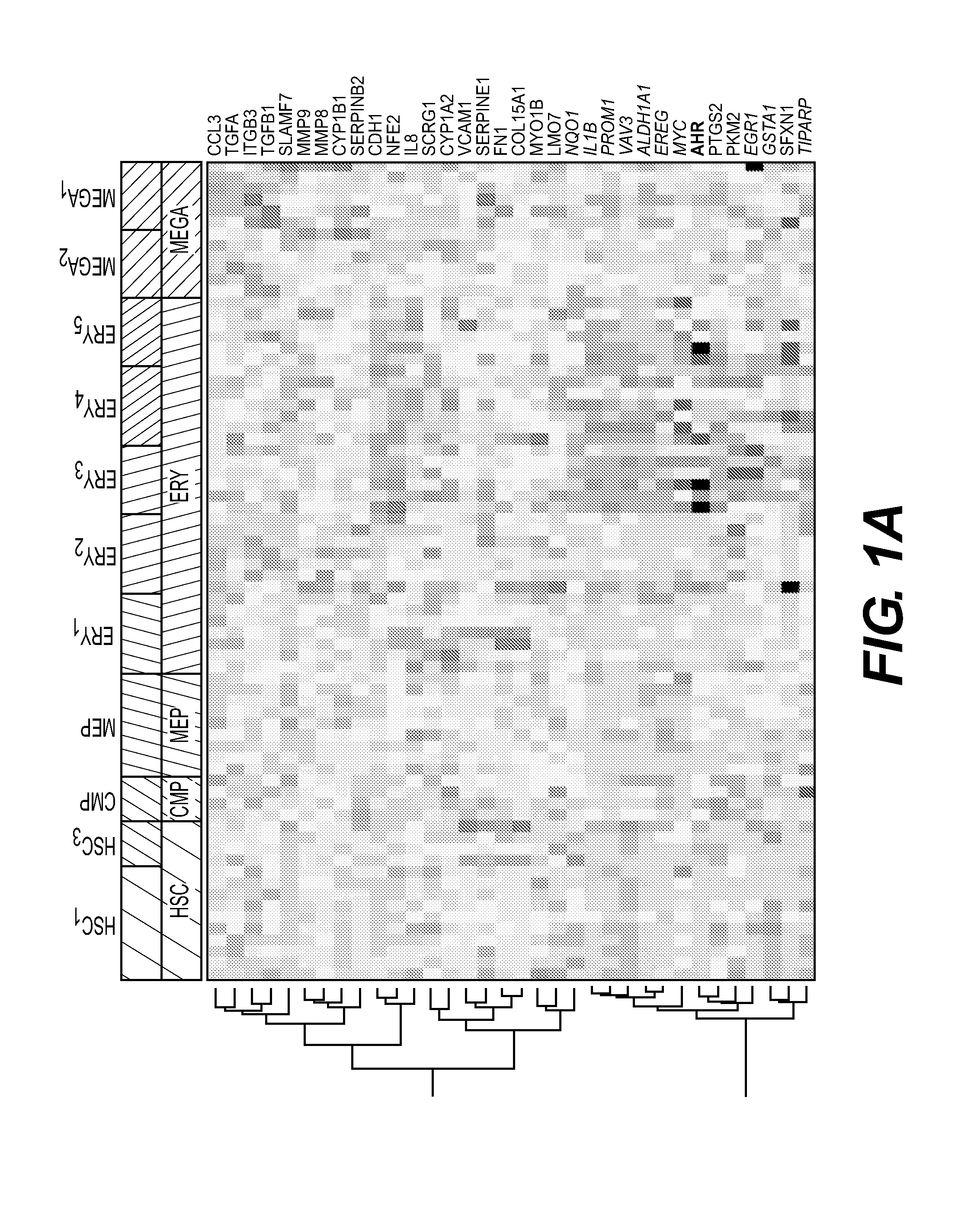 Production of red blood cells and platelets from stem cells