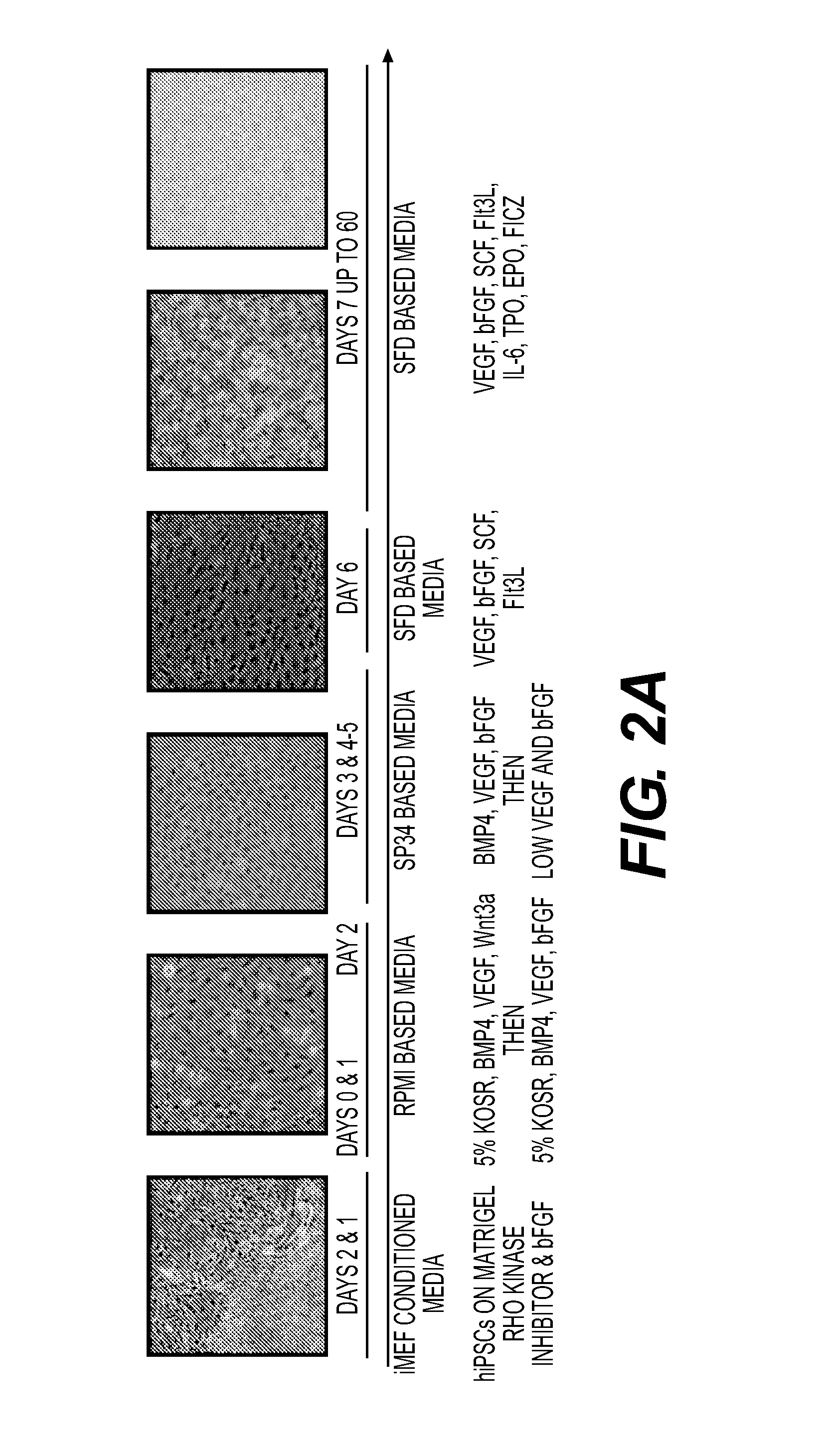 Production of red blood cells and platelets from stem cells