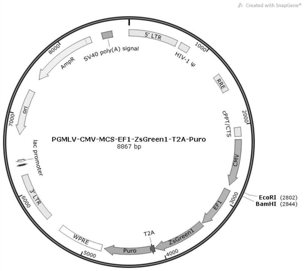 Application of hsa_circ_0007444 in preparation of medicine for treating ovarian cancer